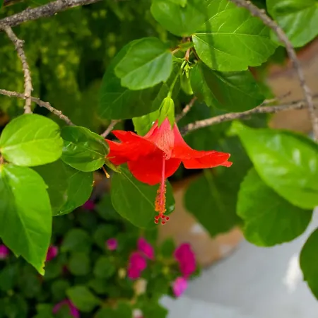 Katoussa Сasa de vacaciones